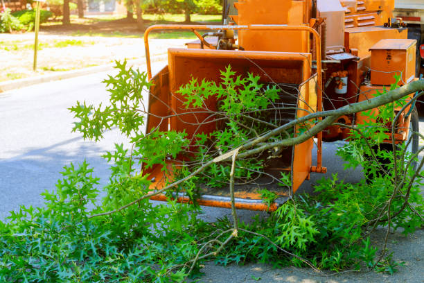 Jones Creek, TX Tree Removal Company